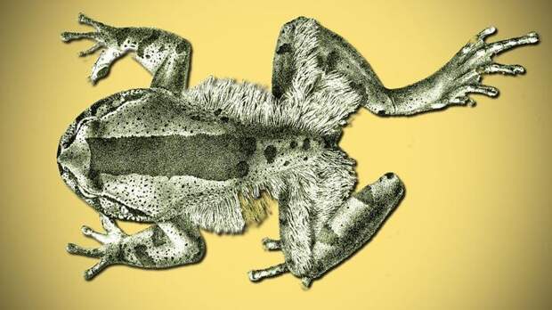 7. Африканская волосатая лягушка. животные, интересное, природа, суперспособности