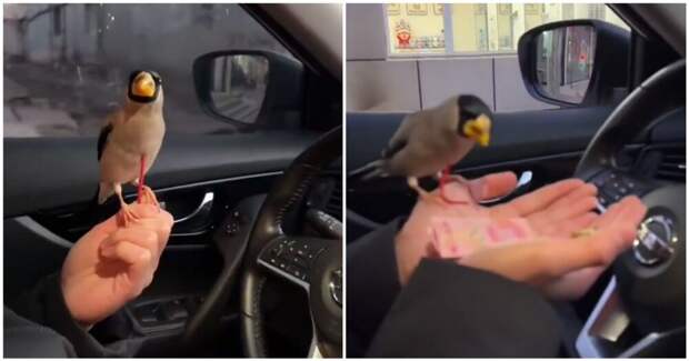 Женщина научила птицу приносить ей деньги