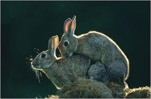 Sex_Animals-5