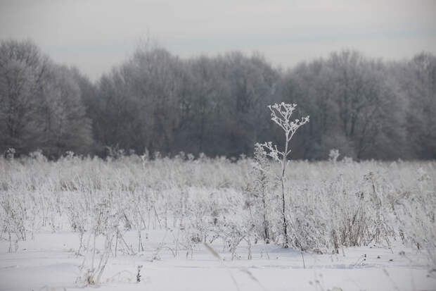Россельхознадзор выявил зарастание 42 га сельхозземель в Щекинском районе
