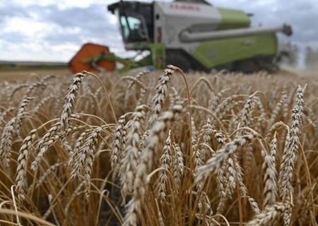 A combine harvests wheat in a field of Triticum farm in Omsk region, Russia September 16, 2020. Picture taken September 16, 2020. REUTERS/Alexey Malgavko