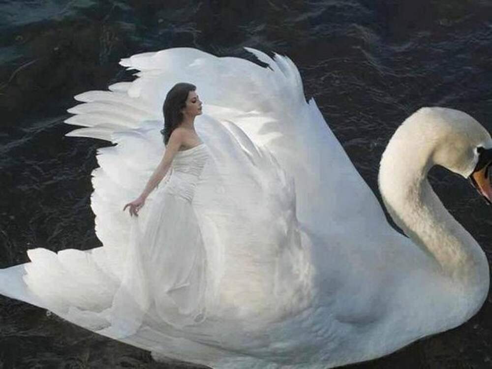 Песня лебедушка выходила. Лебедь. Девушка лебедь. Лебедь и Лебедушка. Фотосессия с лебедем.