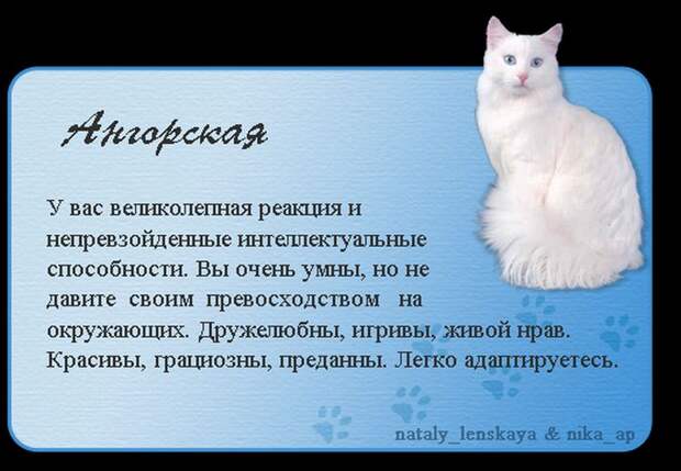 Породы кошек в картинках