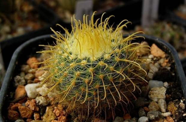 Пародия изменчивая