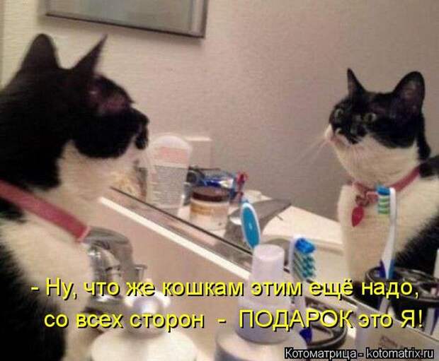 Забавные животные (50 фото)