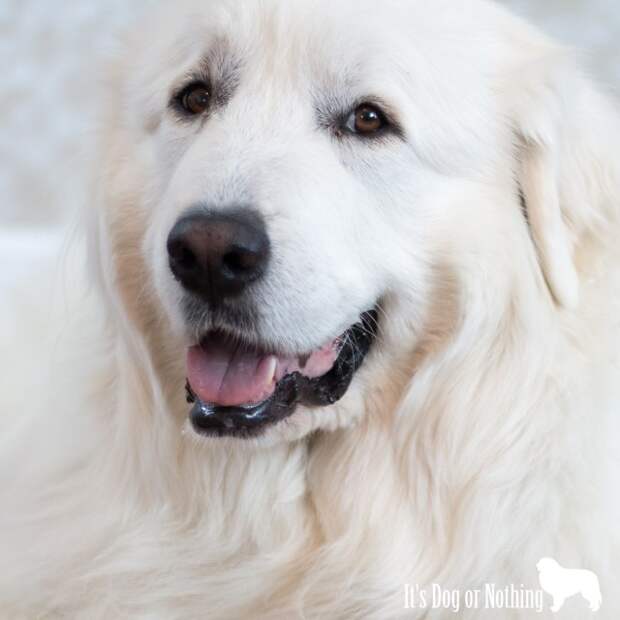 Great Pyrenees | It's Dog or Nothing