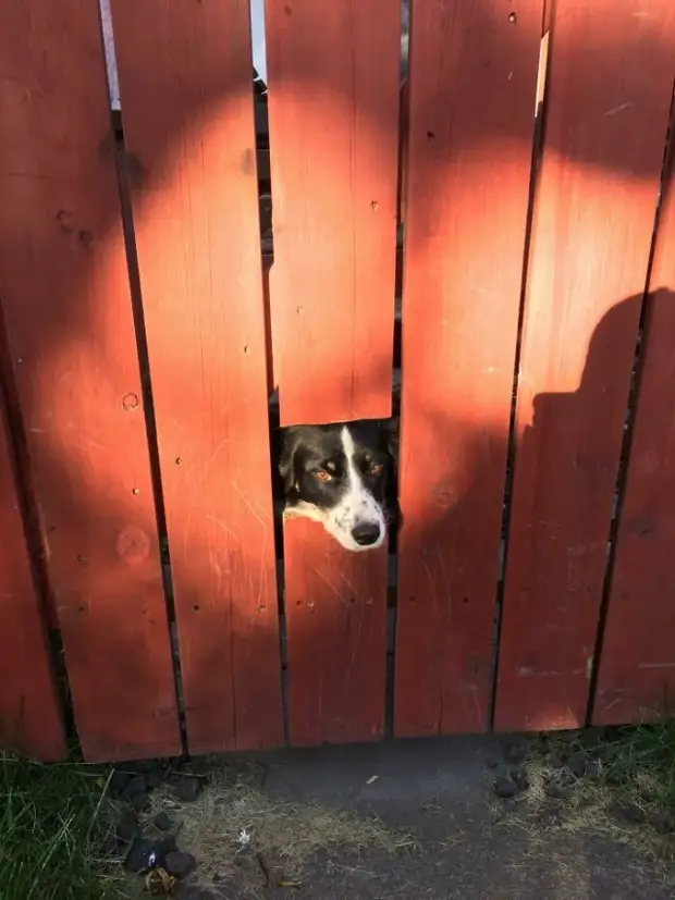 Любопытноносики