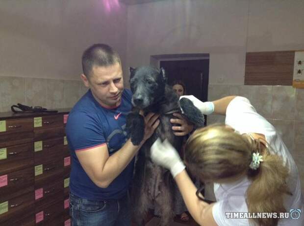 Донецкий Хатико целый год ждет своих хозяев Донецкий Хатико целый год ждет своих хозяев