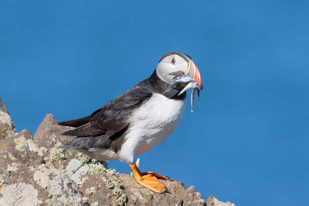 На побережье Атлантического океана во Франции выбросило 45 тысяч птиц тупиков