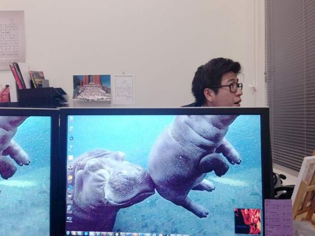 Сотрудники офиса, создают смешные гибриды людей и животных при помощи монитора