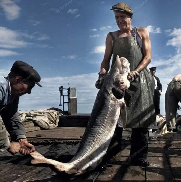Сталинград, 1947 год.
