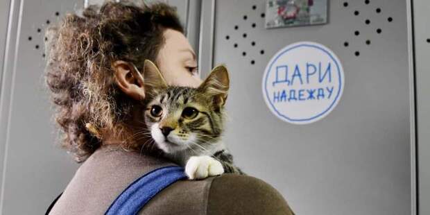 Новых хозяев в столичных приютах ждут более 17 тысяч животных