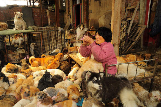 Многим животным нужна медицинская помощь, которую им по мере возможности оказывают китай, собаки, спасение животных