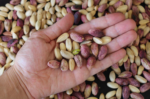 Россиянам рассказали о замене фисташек из Ирана