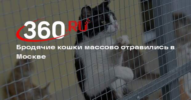 В районе Перово зафиксировали массовое отравление бродячих кошек