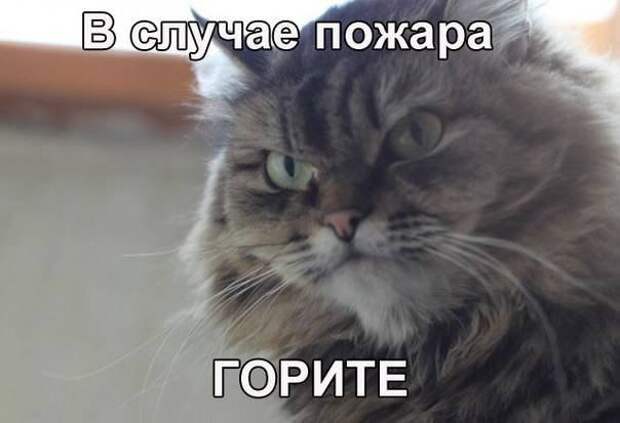 Эти животные умело кидают предъявы животные, мемы, прикол, угроза