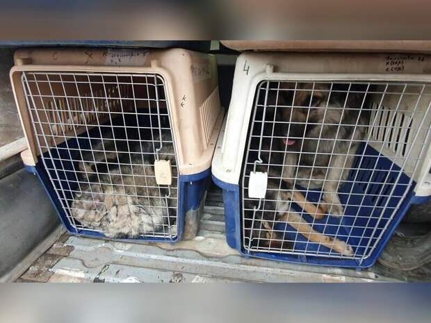 Всего восемь собак отловили в Чите за сутки
