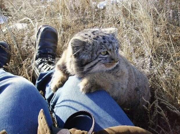 https://www.portaldoanimal.org/wp-content/uploads/2017/03/gatinhos5.jpg