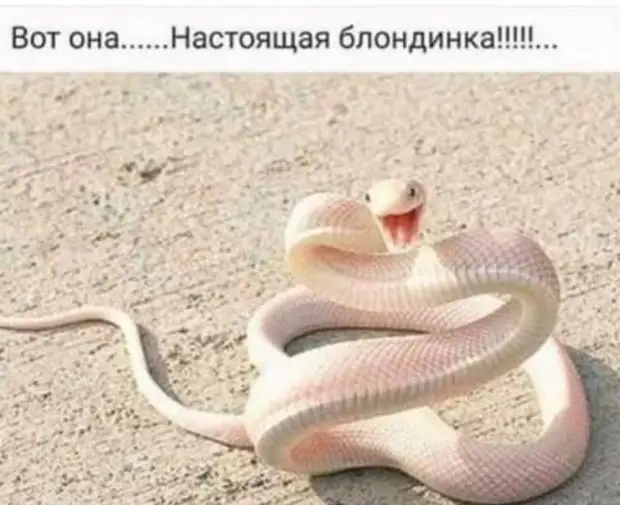 Я не ищу идеалов - просто нужно, чтобы человек меня понимал и мыл посуду! говорит, следующее, Давиду, доктору, Абрам, сосед, своим, приятелям, Короче, замуж, отдадите, заплачу, столько, золота, сколько, европейкуВот, весит, отвечаю, таком, вопросе