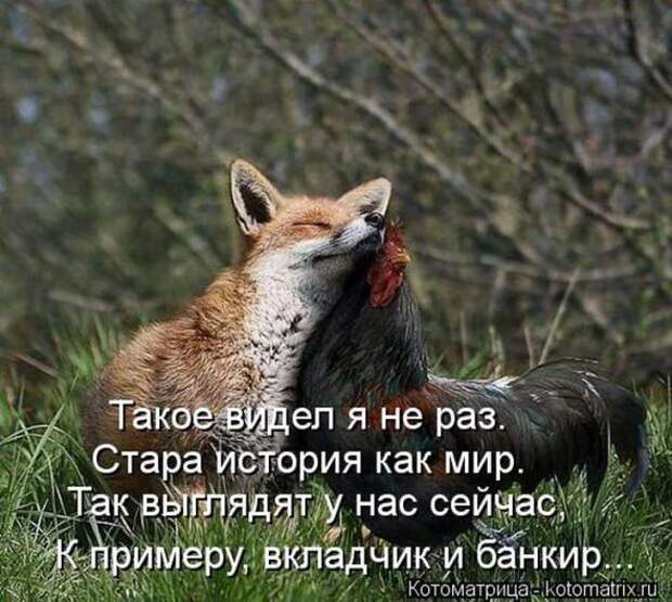 Котоматрицы(картинки с надписями)