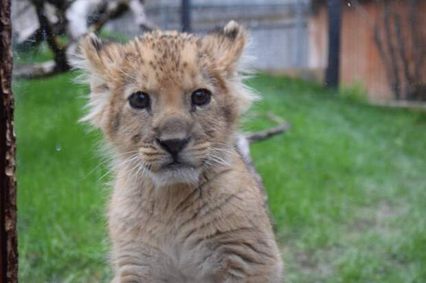 В зоопарке Айдахо нянькой для львенка стала собака