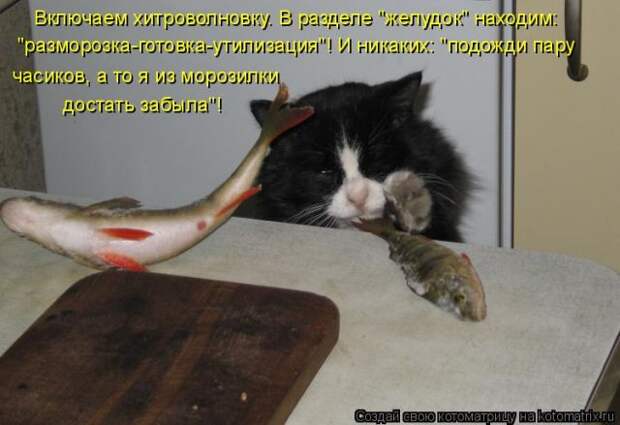 Лучшие котоматрицы недели (50 фото)