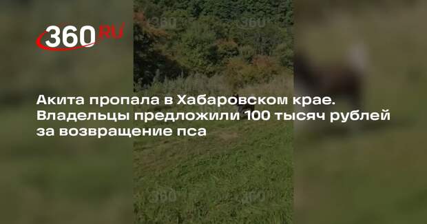 Хозяин акиты в Комсомольске-на-Амуре предложили 100 тыс рублей за возвращение
