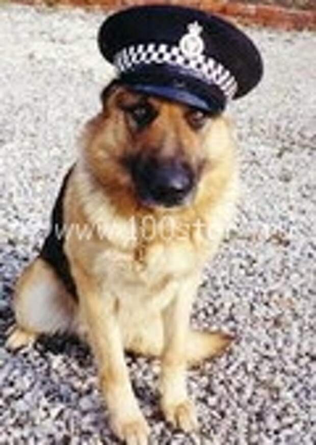 Зомби-ищейка