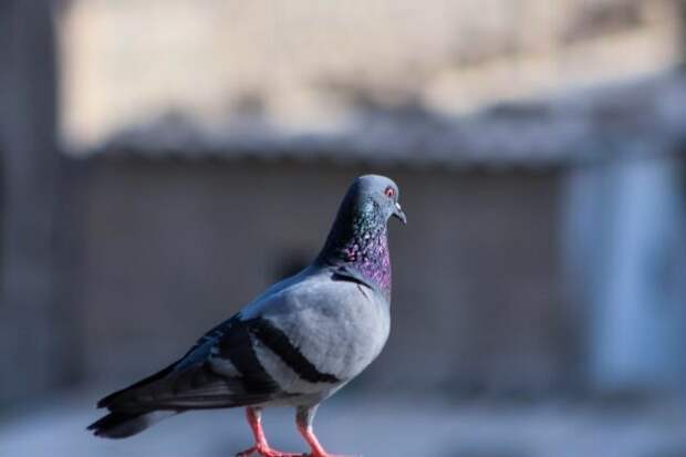 Крылатые крысы: как этично решить проблему городских голубей