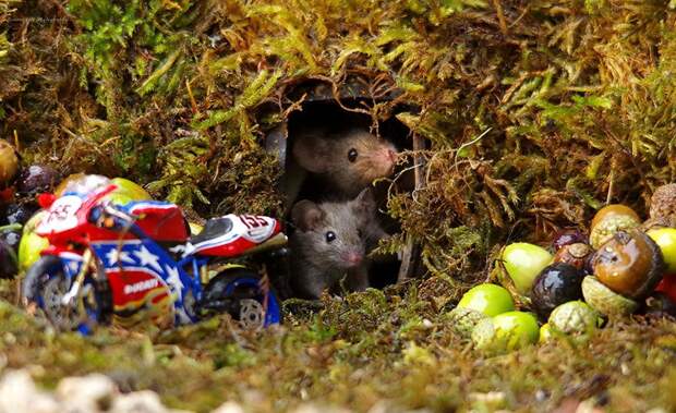 https://twizz.ru/wp-content/uploads/2018/11/miniature-mice-family-house-simon-dell-54.jpg