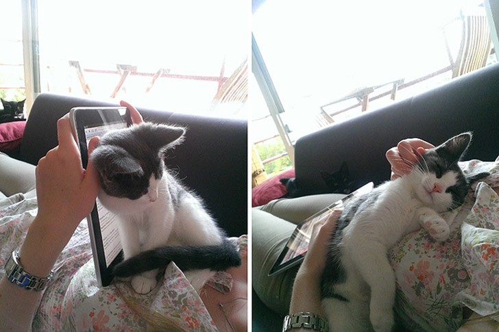 petsneedattention22 Смешные животные, которым нужно внимание хозяина прямо сейчас