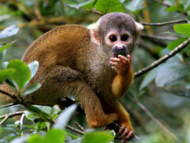 Обезьяны 9 дней кормили туриста, заблудившегося в джуглях Амазонки обезьяны, турист