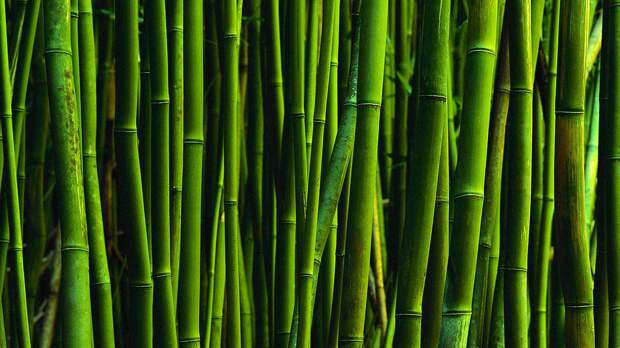 Интересные факты про бамбук
