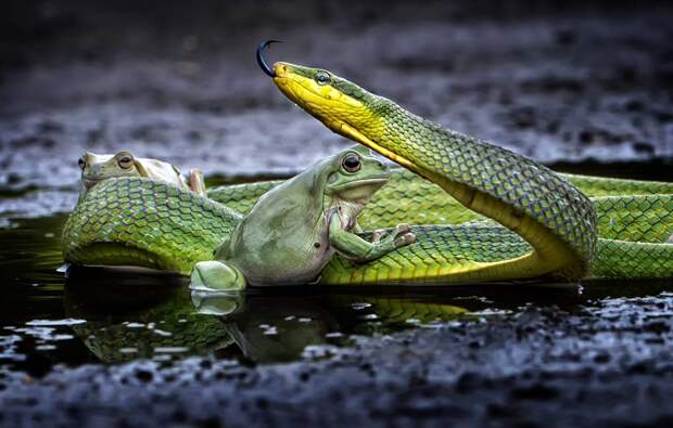 Эпидемию грибка среди амфибий обвинили в исчезновении змей в тропиках