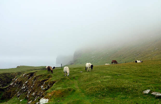 miniature-ponies-foula-island-1