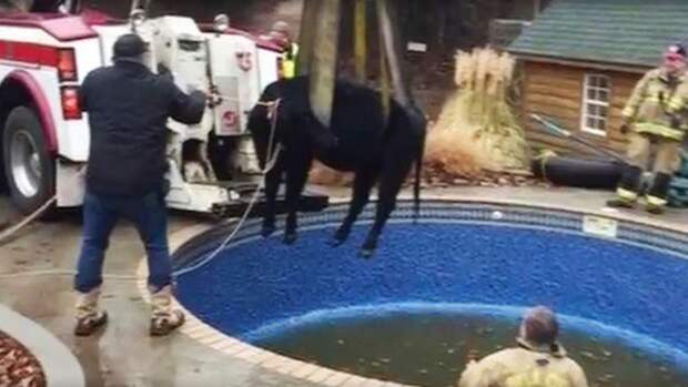 A 1500 pound cow is rescued from a swimming pool