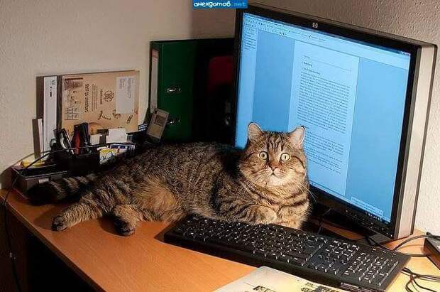 Наши любимые котики