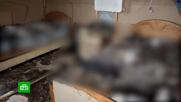 Десятки кошек погибли в подожженном брянском приюте