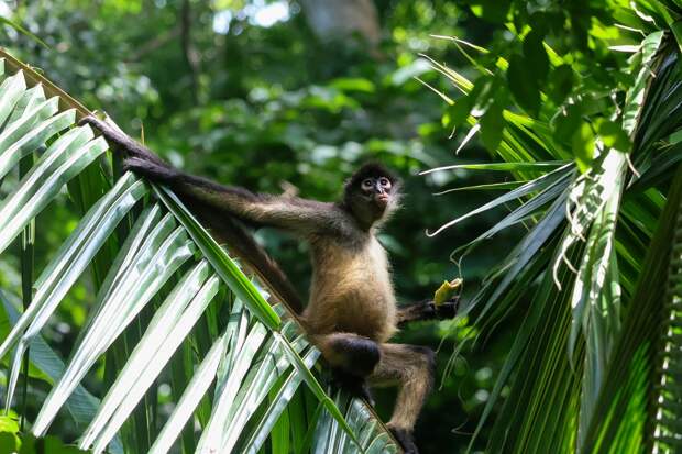 Паукообразные обезьяны делятся информацией с другими стаями для поиска лучшей еды