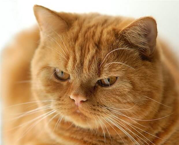 Наглые рыжие морды! животные, коты