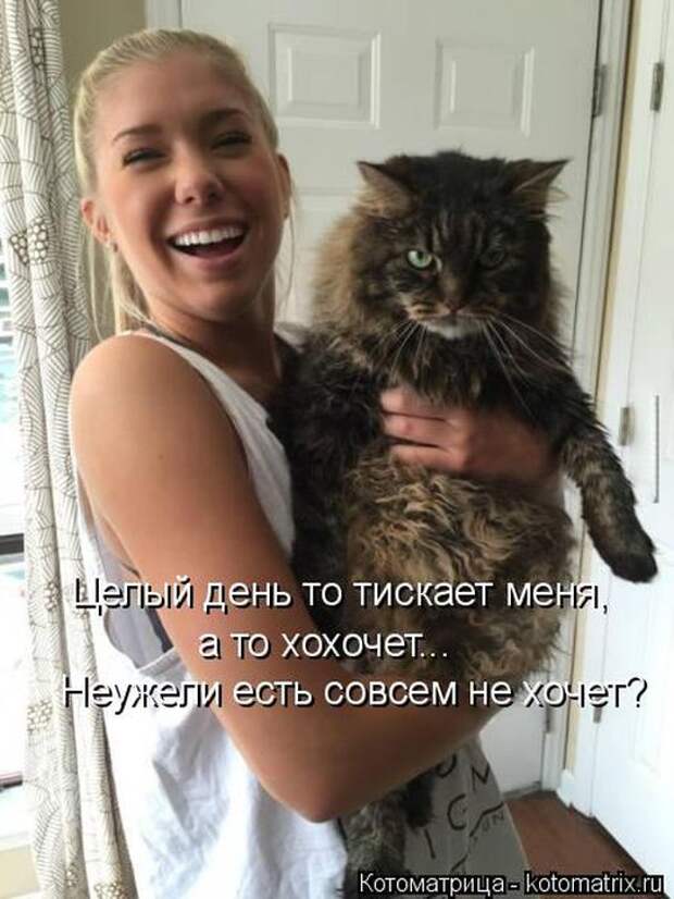 Лучшие котоматрицы недели (50 фото)
