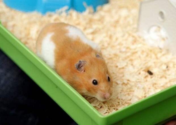 Тинк, хомяк, воскрес