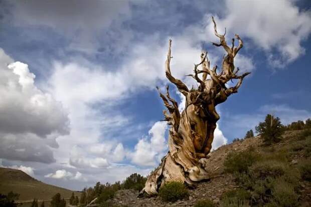Деревья, возраст которых превысил 2 000 лет: рекорды долгожителей