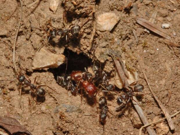 Муравьи-амазонки или муравьи-рабовладельцы (лат. Polyergus) (англ. Amazon ants)