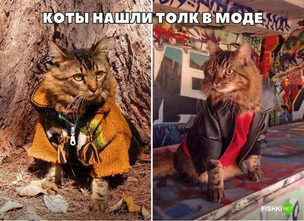 20 фотографий, доказывающих, что кошки медленно превращаются в людей кот, юмор