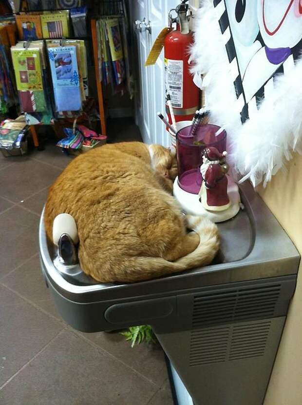 Где еще кот не валялся