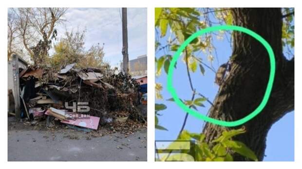 Стихийная свалка и крысы / Фото: