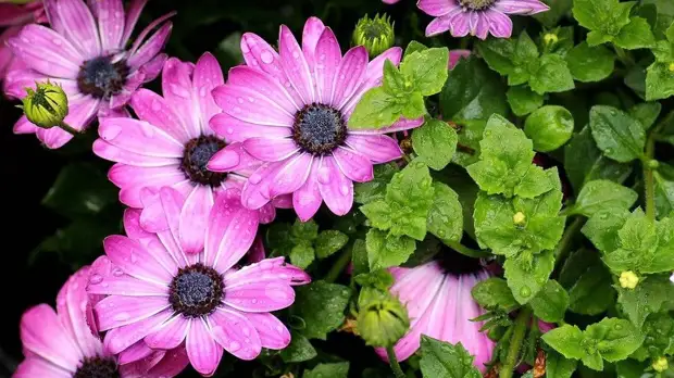 Как нежны виолы лепестки: выбираем садовые цветы по последним модным тенденциям