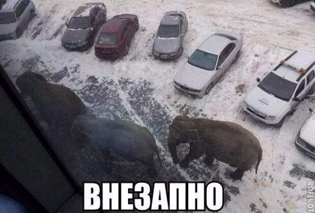 Новые прикольные фотомемы