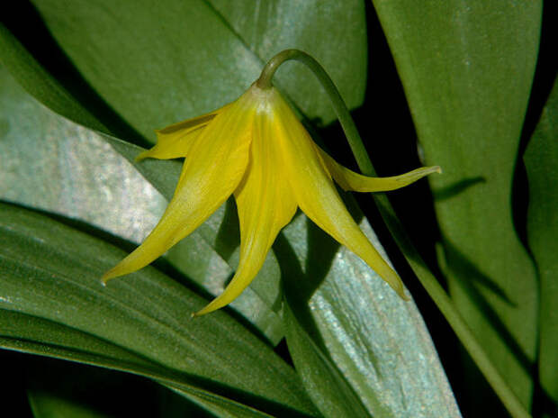 Erythronium_tuolumense_close_msi (640x479, 60Kb)